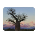 Suche nach baobab magnete Landschaft