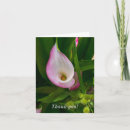 Suche nach calla karten Lilie