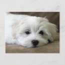 Suche nach malteses postkarten Bichon