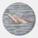 Suche nach dolphin magnete Natur