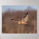 Suche nach eule poster Natur