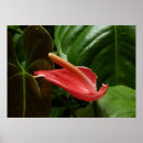 Suche nach flor kunst Rosa