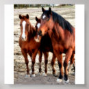 Suche nach quarter horse poster Western