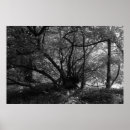 Suche nach baum poster Blätter