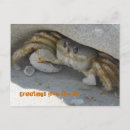 Suche nach krabben postkarten Strand