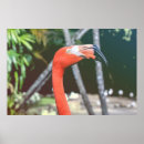 Suche nach roter schnabel poster Vögel