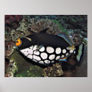 Suche nach trigger poster Unterwasser
