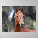 Suche nach oldenburg poster Kastanie