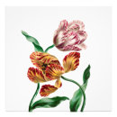 Suche nach antike botanische illustration poster Elegant