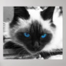 Suche nach siamesisch poster Siamesische katze