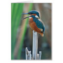 Suche nach eisvogel postkarten Blau