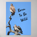 Suche nach tail poster Natur