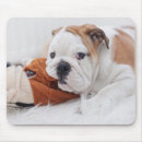 Suche nach englische bulldoggen mousepads Haustiere