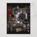 Suche nach maine coon kitten poster Niedlich