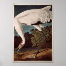 Suche nach vogelkunde poster John