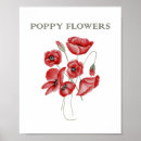 Suche nach mohnblüte poster Blume
