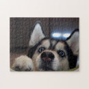 Suche nach sibirischer husky puzzle Welpe