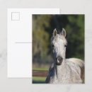 Suche nach arabisches pferd postkarten Kopfschuss