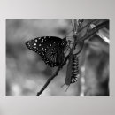 Suche nach caterpillar poster Butterfly