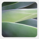 Suche nach agave aufkleber Kaktus