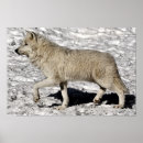 Suche nach arctic poster Wolf