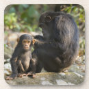 Suche nach konzentration untersetzer Wild lebende tiere