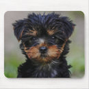 Suche nach yorkies mousepads Welpen