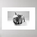 Suche nach schwarze chihuahua poster Weiß
