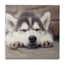 Suche nach sibirischer husky fliesen Schneehund