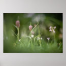 Suche nach blume foto poster Frühlingsblumen