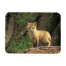 Suche nach bau magnete Rotfuchs