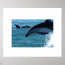 Suche nach delphine im meer poster Zuhause