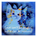 Suche nach blaue augen kunst poster Niedliches kätzchen