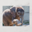 Suche nach kleiner elefant postkarten Elefanten