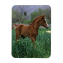 Suche nach arabisches pferd magnete Stehend