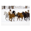 Suche nach winterlicher poster Pferd