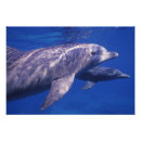 Suche nach tümmler poster Delfin