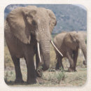 Suche nach afrikanischer elefant untersetzer Tag