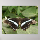 Suche nach weiße schmetterlinge poster Insekten