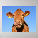 Suche nach braune kuh poster Bauernhof