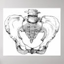 Suche nach pelvis poster Menschlich