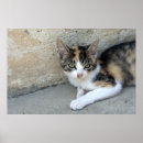 Suche nach pussy poster Kitty