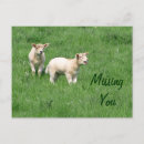 Suche nach lamb postkarten Baby