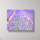 Suche nach aromatherapie kunst Lavendel