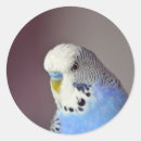 Suche nach parkett aufkleber Blau