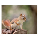 Suche nach eichhörnchen foto poster Nagetier