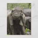 Suche nach junger elefant postkarten Natur