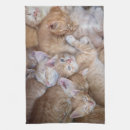 Suche nach schlaf geschirr tücher Kätzchen