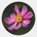 Suche nach prinz aufkleber Rosa