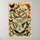 Suche nach papillon poster Natur